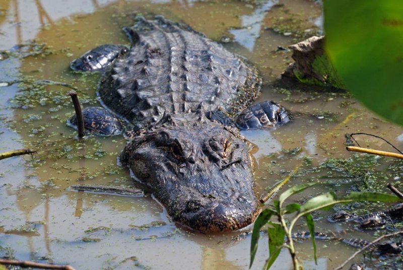 American Alligator