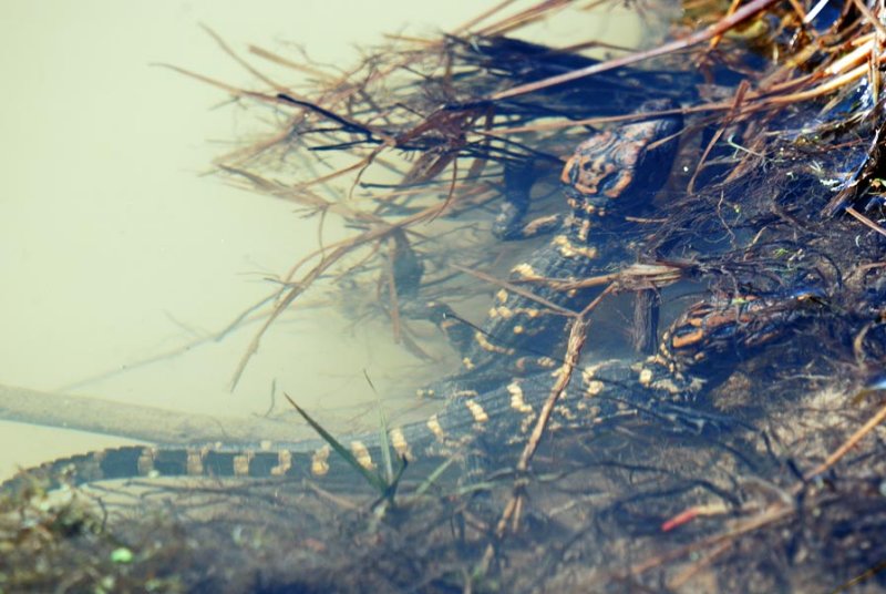 American Alligator young