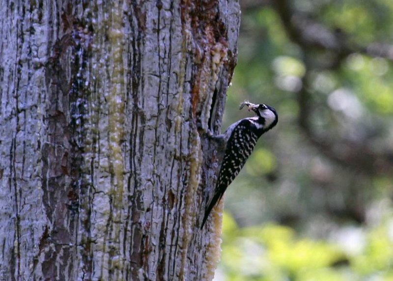 Red-cockaded Woodpecker