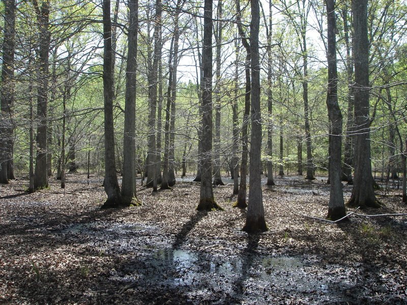 Bottomland Hardwood Forest