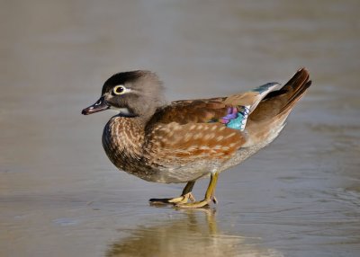 Wood Duck - female