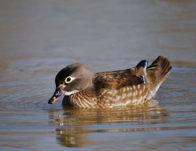 Wood Duck - female
