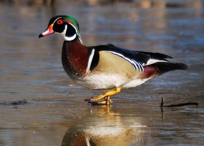 Wood Duck