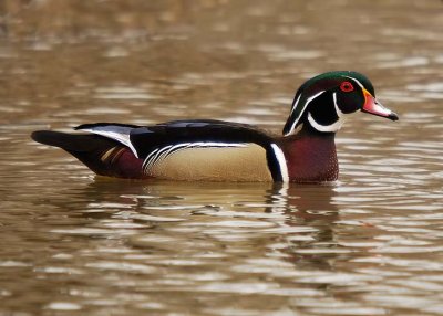 Wood Duck