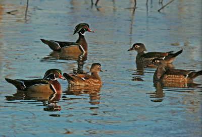 Wood Ducks