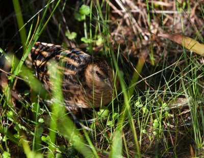 Yellow Rail