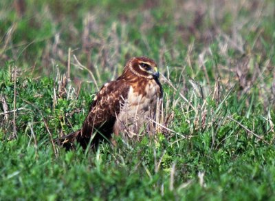 Northern Harrier