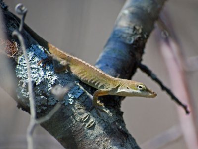 Green Anole