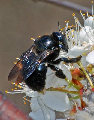 black bumblebee
