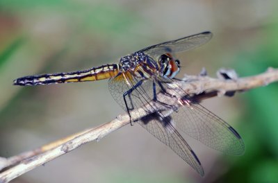 Blue Dasher
