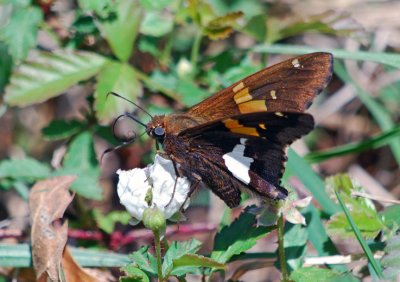 Silver-spotted Skipper