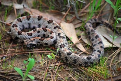 Western Pygmy Rattlesnake