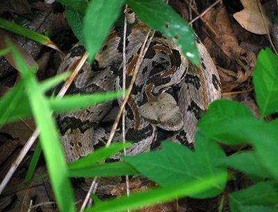 Timber Rattlesnake
