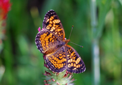 Pearl Crescent