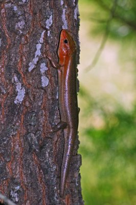 Broad-headed Skink