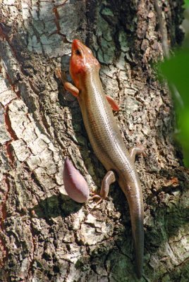 Broad-headed Skink
