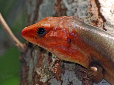 Broad-headed Skink