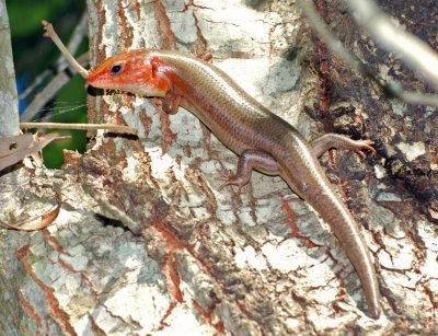 Broad-headed Skink