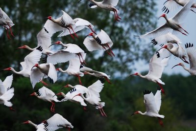 White Ibis