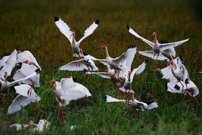 White Ibis