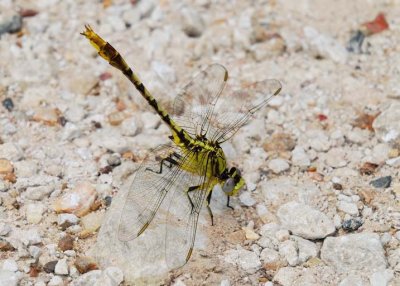 Stillwater Clubtail