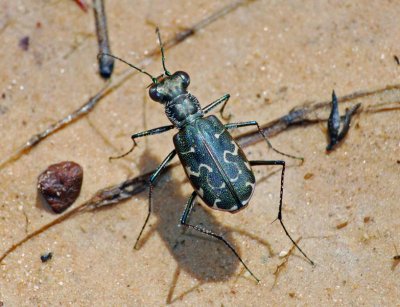 S-banded Tiger Beetle (Cicindelidia trifasciata)