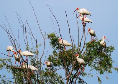 White Ibis
