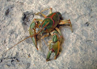 Painted Devil Crayfish