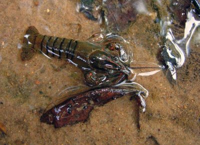 Water Nymph Crayfish (Orconectes nais)