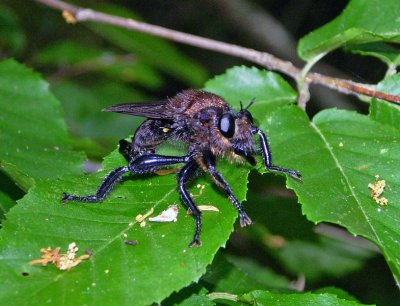 Laphria lata