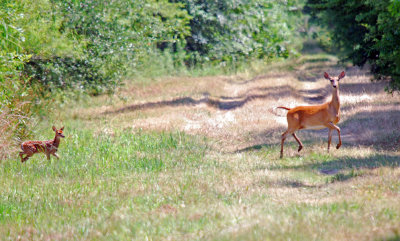 Doe and Fawn