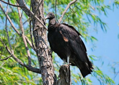 Black Vulture