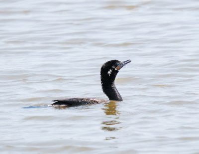 Neotropic Cormorant