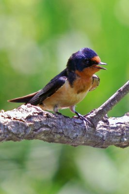 Barn Swallow