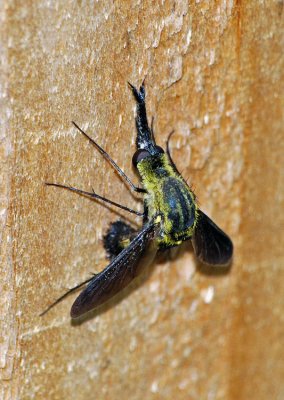 Bee Fly (Lepidophora lepidocera)