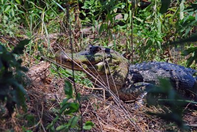 Gator guarding nest
