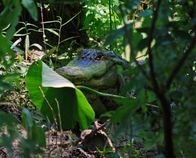 American Alligator