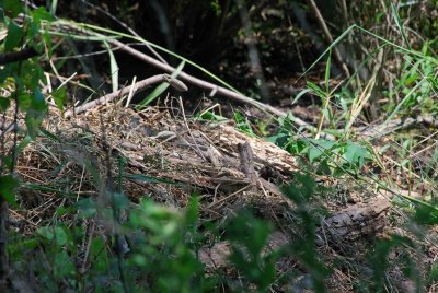 Alligator nest