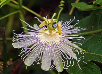 Passion Flower