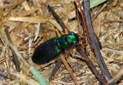 Virginia Big-headed Tiger Beetle (Tetracha virginica)