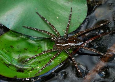Fishing Spider