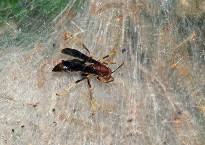 Wasp attacking tent caterpillars