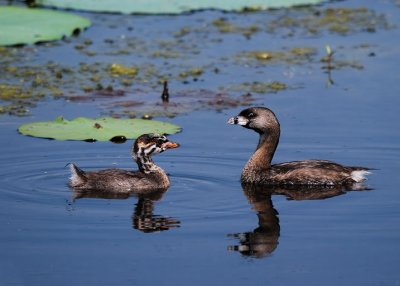 Pied-billed Grebe & young