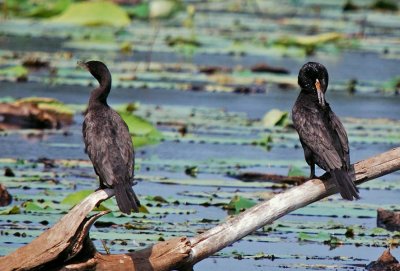 Neotropic Cormorants