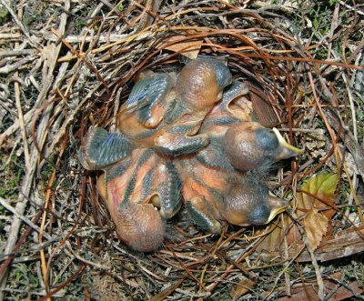 Prothonotary Warbler young