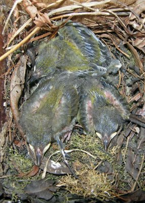 Prothonotary Warbler young