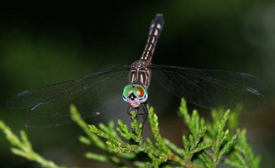 Blue Dasher