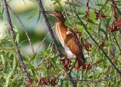 Least Bittern