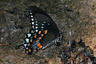 Spicebush Swallowtail