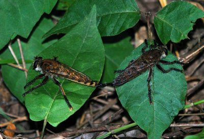 Promachus hinei